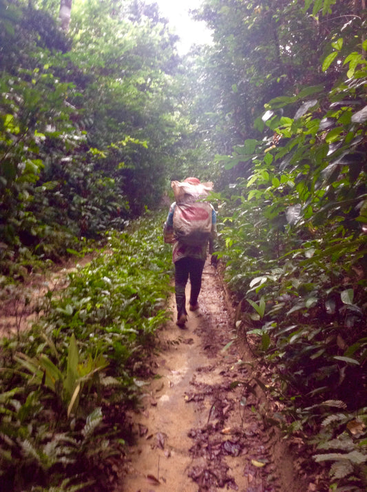 deep forest cameroon. Moabi nuts harvester